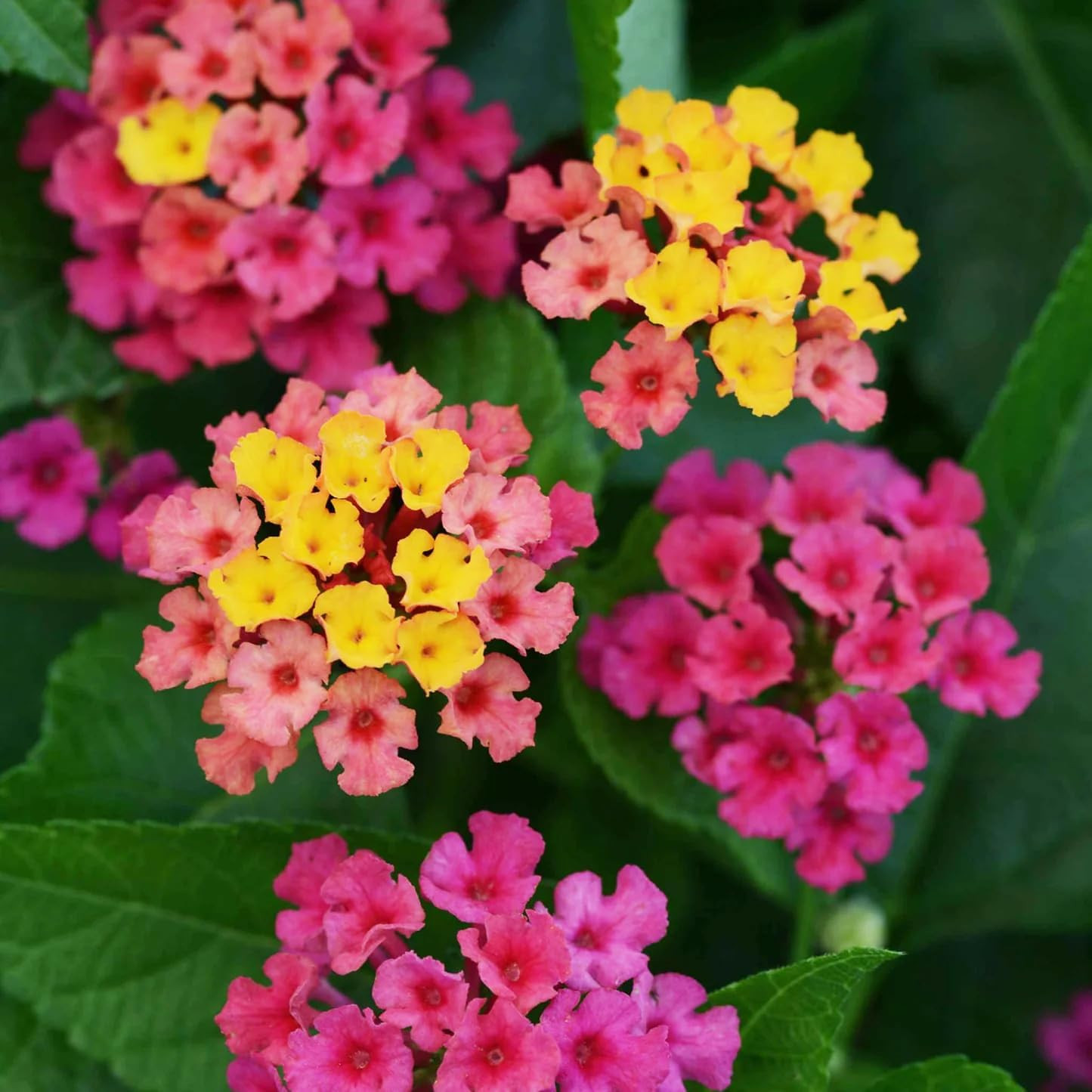 300+Perennial Mix Lantana Camara Flowers Seeds for Planting Outdoors Home Garden