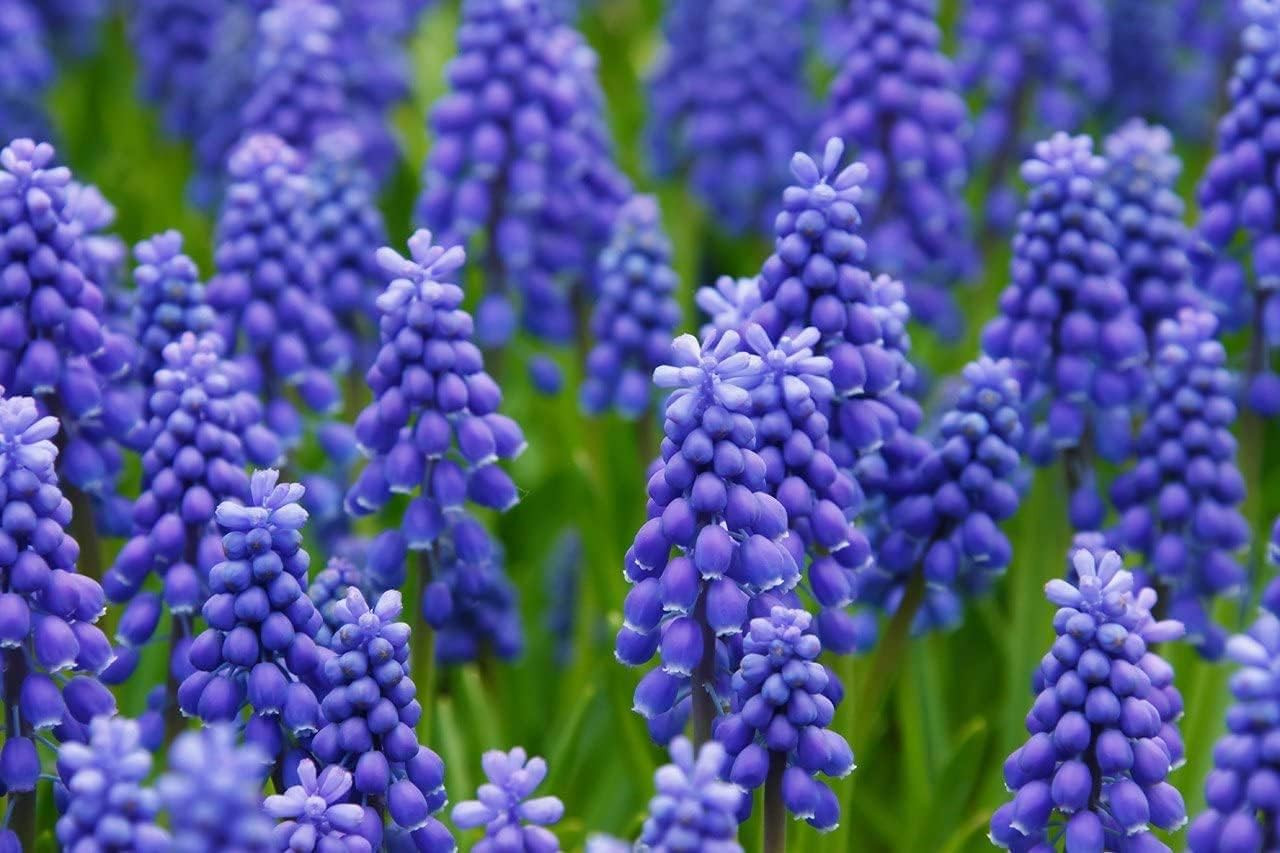 Fresh Grape Hyacinth Bulbs for Planting – muscari Armeniacum- Beautiful Sprin…