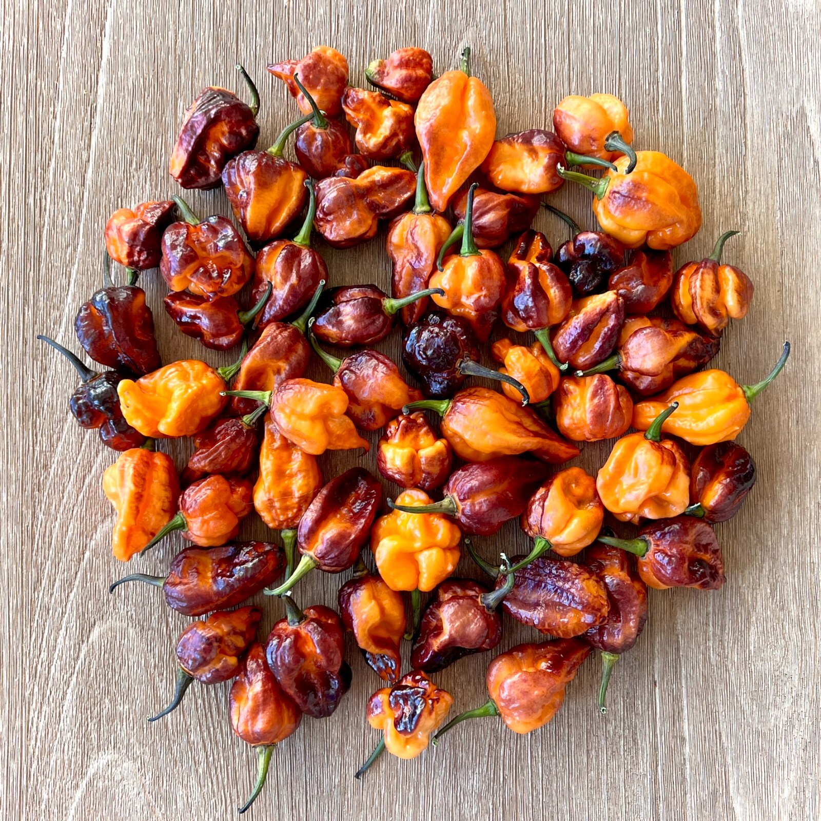 Pockmark Orange Superhot Pepper Seeds – Non-GMO Organic Superhot Pepper