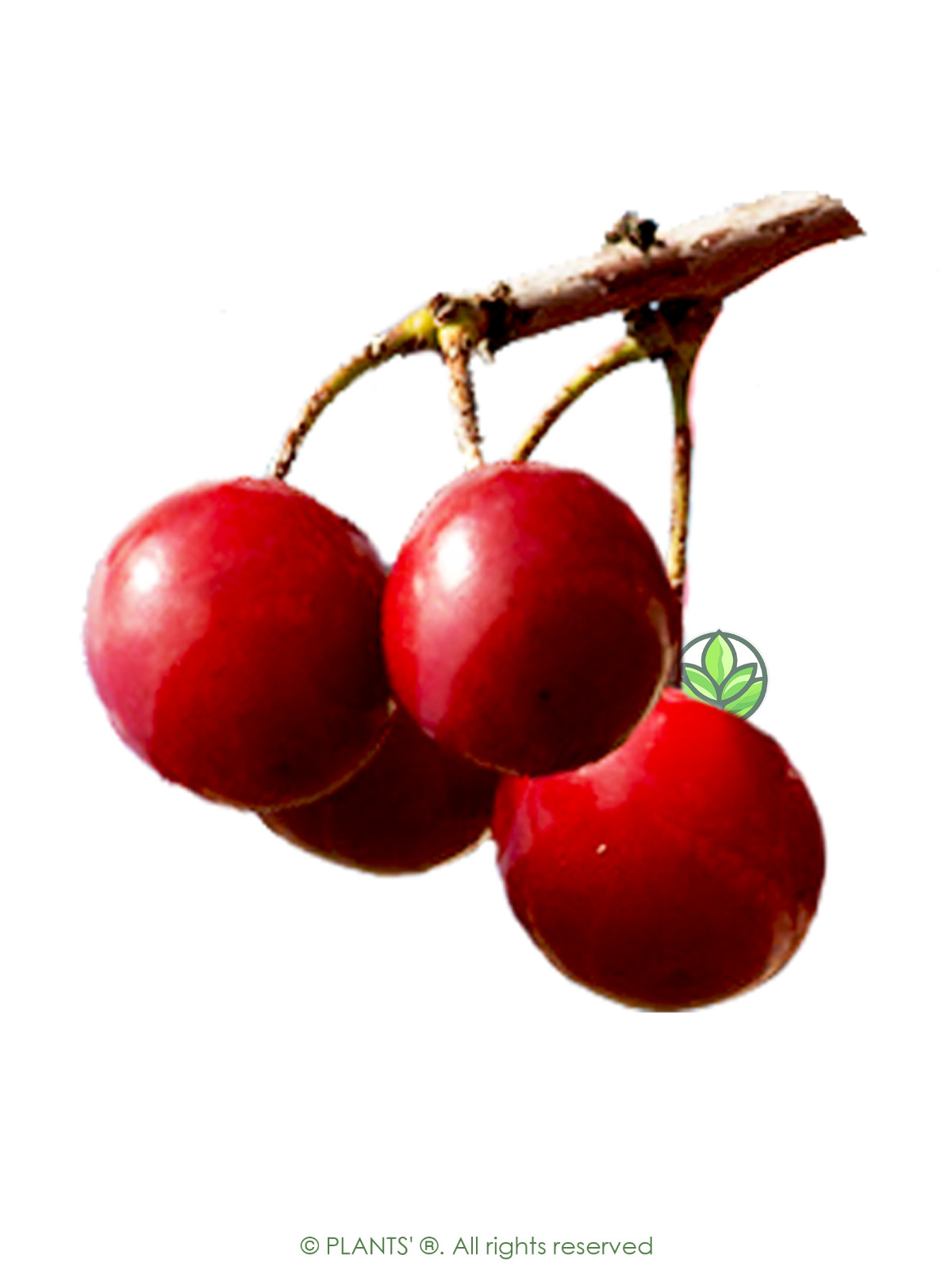 Japanese Sakuranbo Cherry | Premium Seeds | Prunus serrulata Spontanea | Plants’