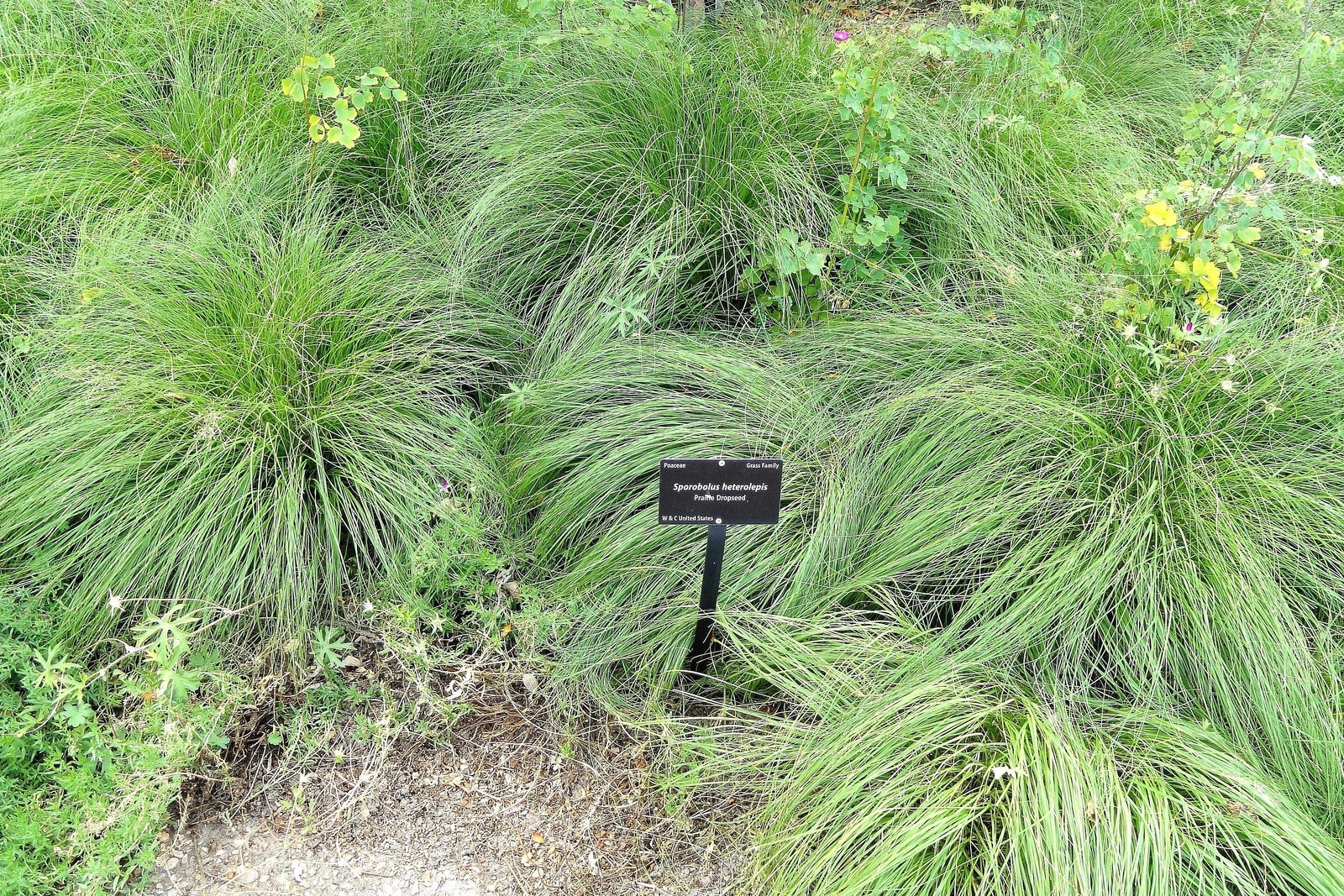 200 PRAIRIE DROPSEED Ornamental Native Grass Sporobolus Heterolepis Seeds