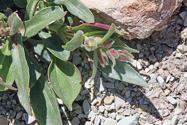 Penstemon grahamii | Graham’s Penstemon | 5 Seeds