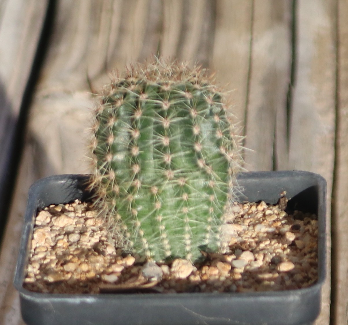 Echinopsis hybrid ‘Coquette’