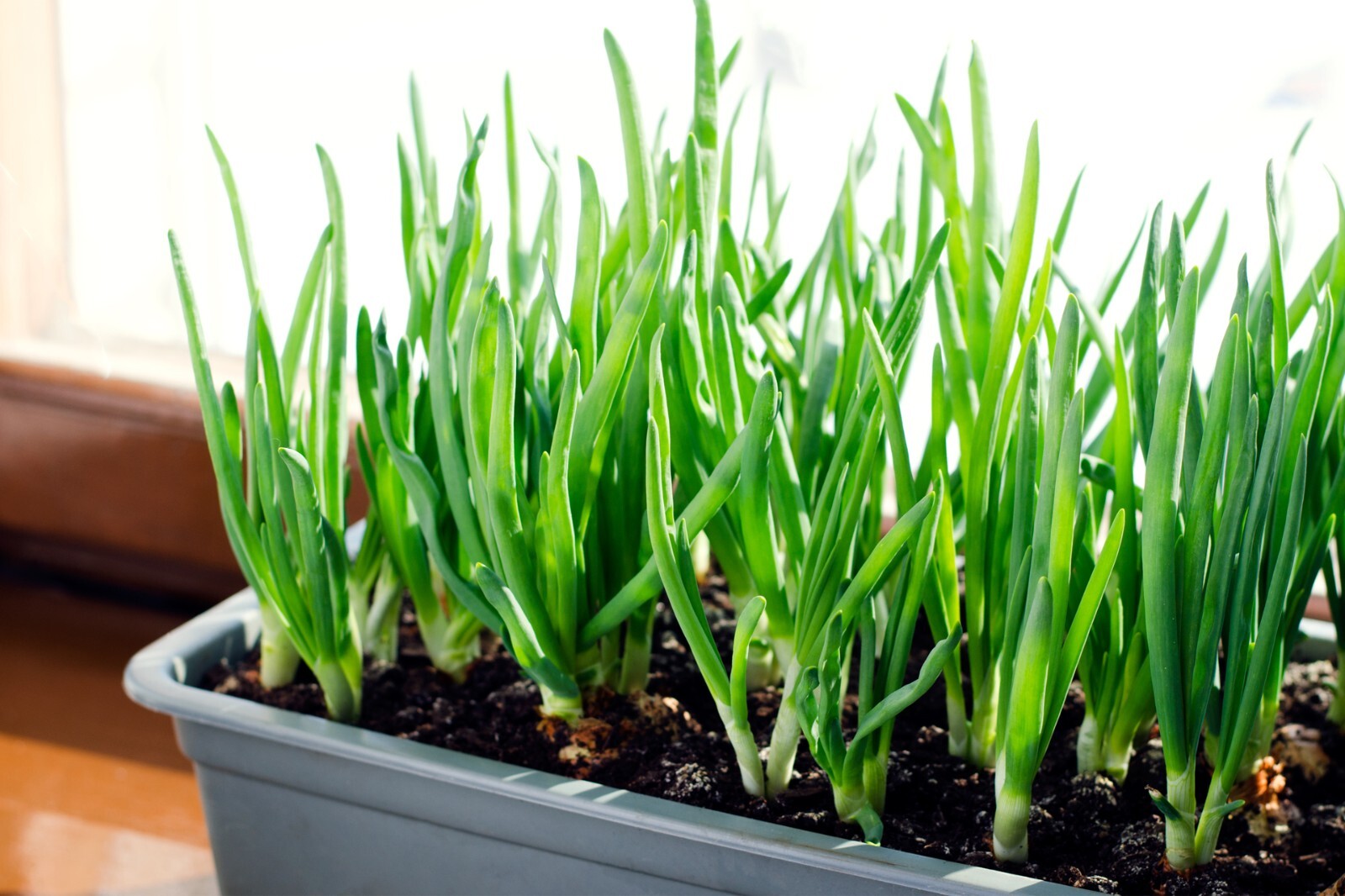 Mixed Onion Sets Red, Yellow, White Bulbs, Non-GMO 1 Lb. (80+Bulbs) Shipping Now