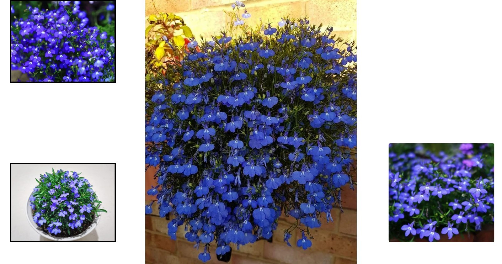 1000 Blue Creeping Thyme Seeds – Ideal Non-GMO Ground Cover for Easy Gardening