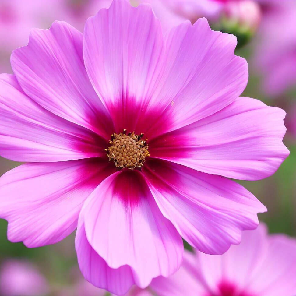 Gloria Cosmos Seeds | Non-GMO | Free Shipping | Seed Store | 1224
