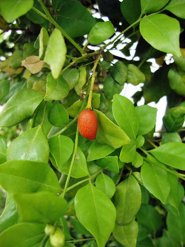 Murraya paniculata | Short Variety | Dwarf Orange Jasmine | 10 Seeds