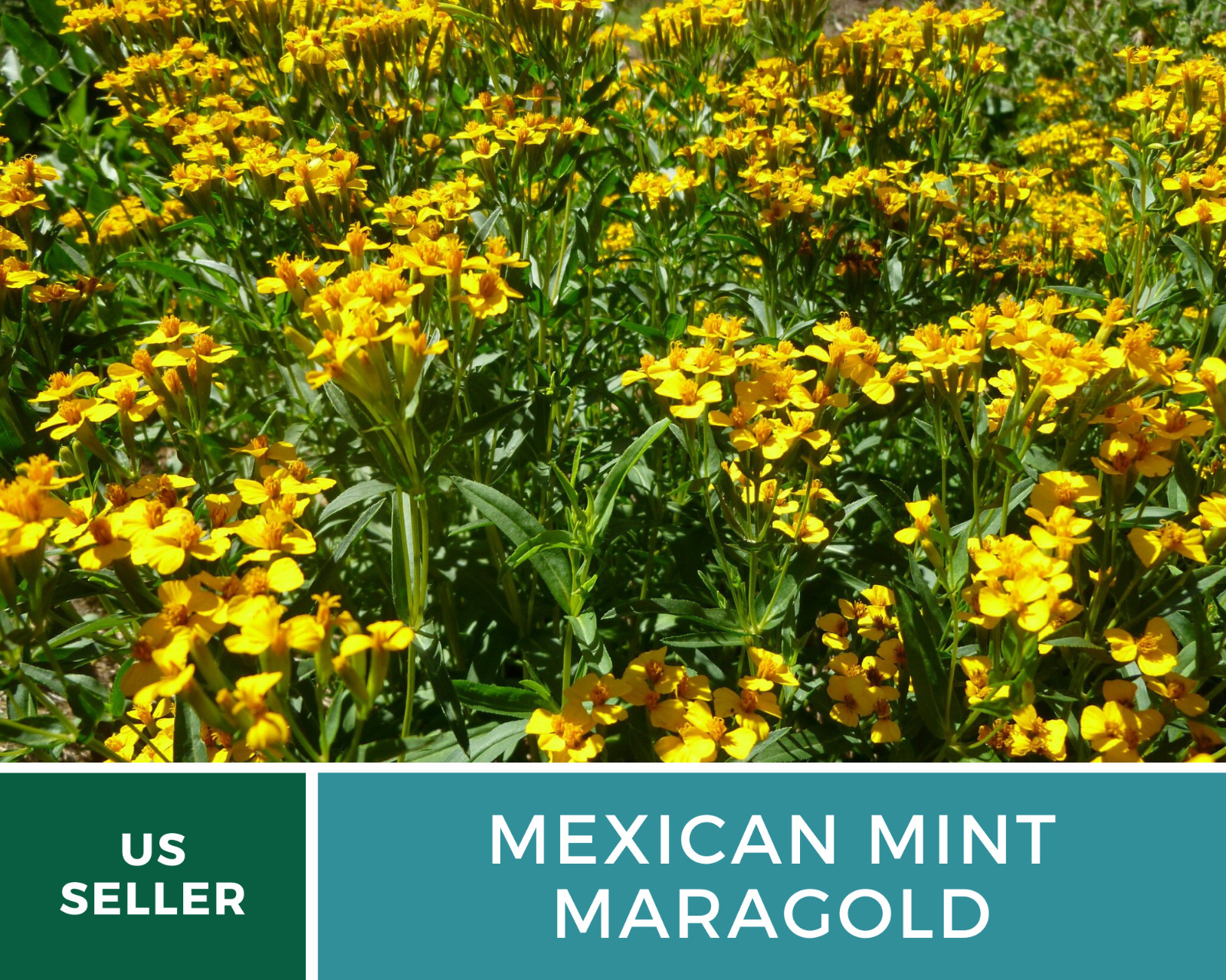 Mexican Mint – 50 Seeds – Medicinal & Culinary Herb (Tagetes lucida)