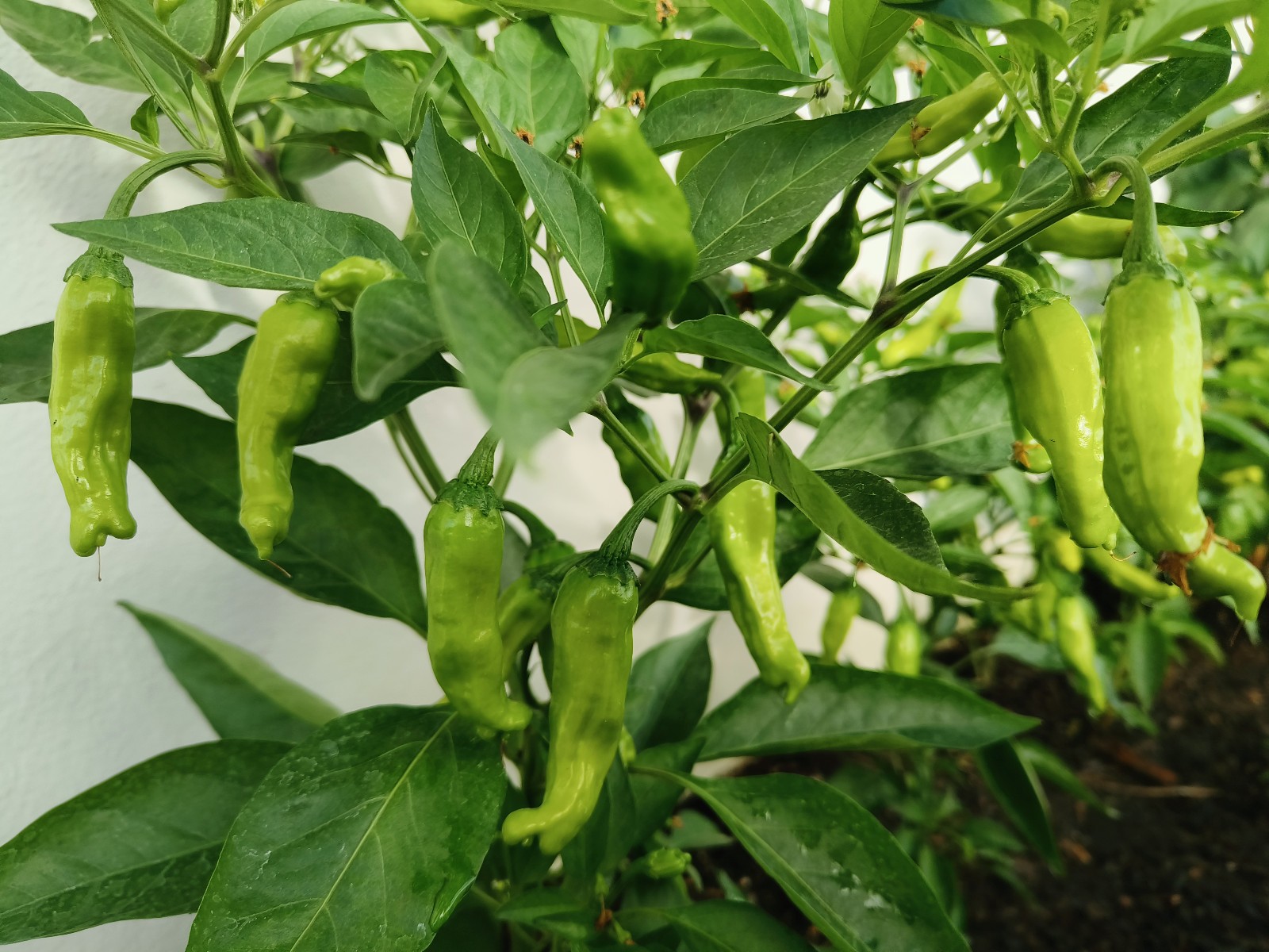 Sweet Golden Greek Pepperoncini Pepper Seeds – 60 Seeds Heirloom NonGMO Organic