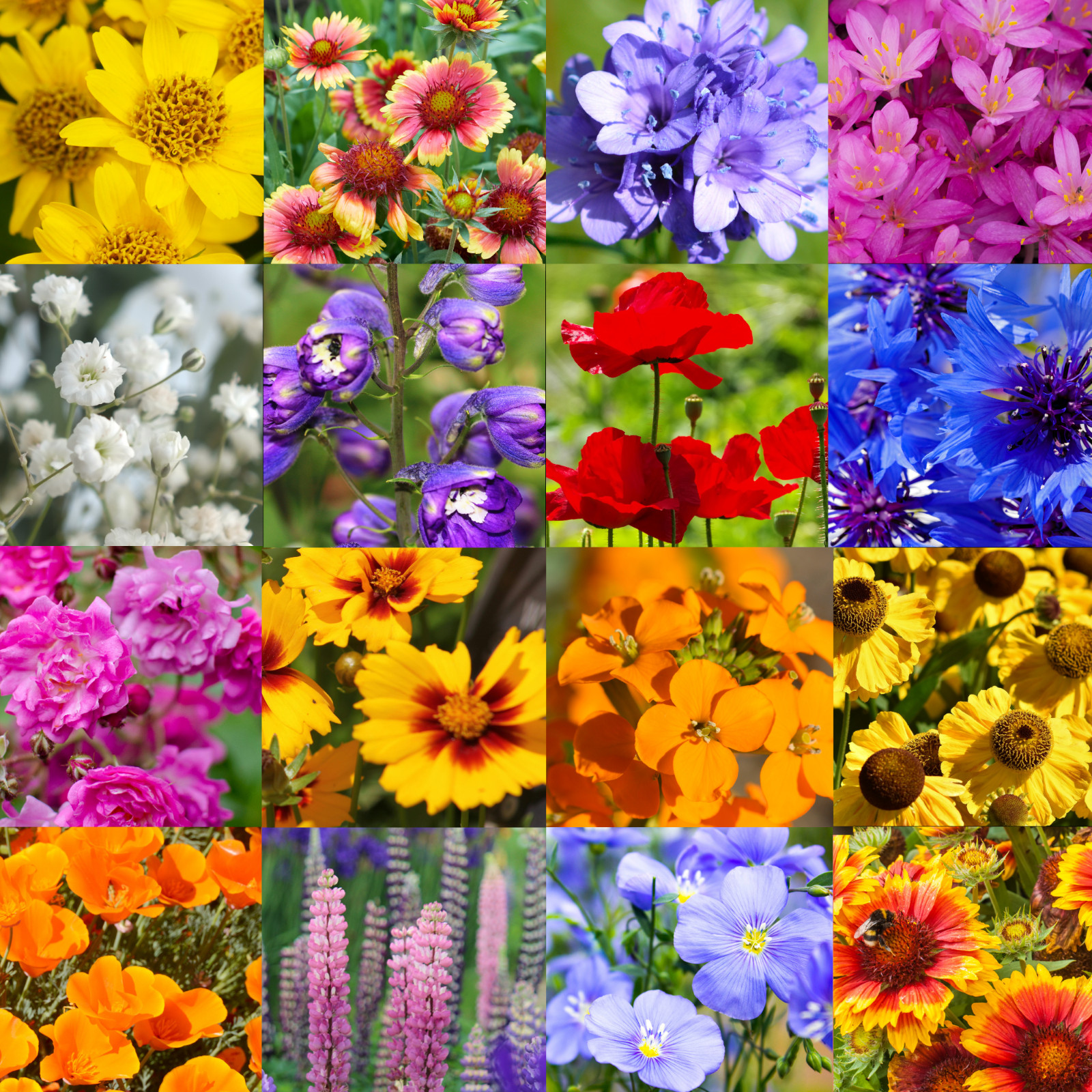 1/4 Pound Eastern Washington Bulk Wildflower Seed Mix 1/4lb Covers 800sq-ft