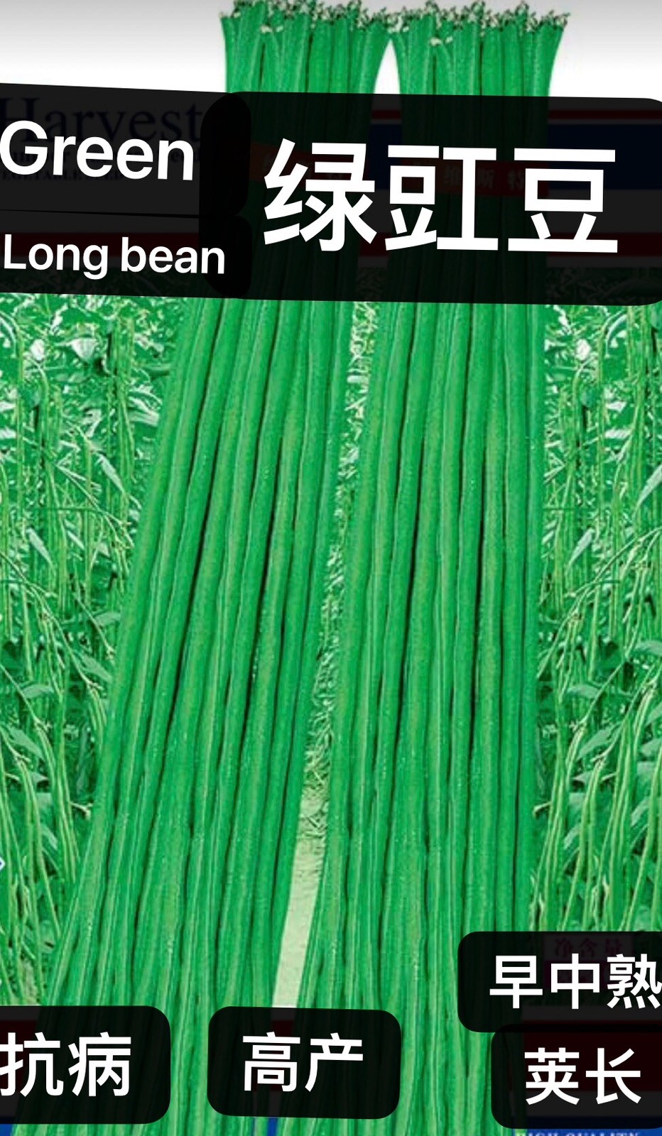 40 Yard Long Bean Asian Chinese Long Bean String bean Productive seeds 40粒绿长豇豆种子