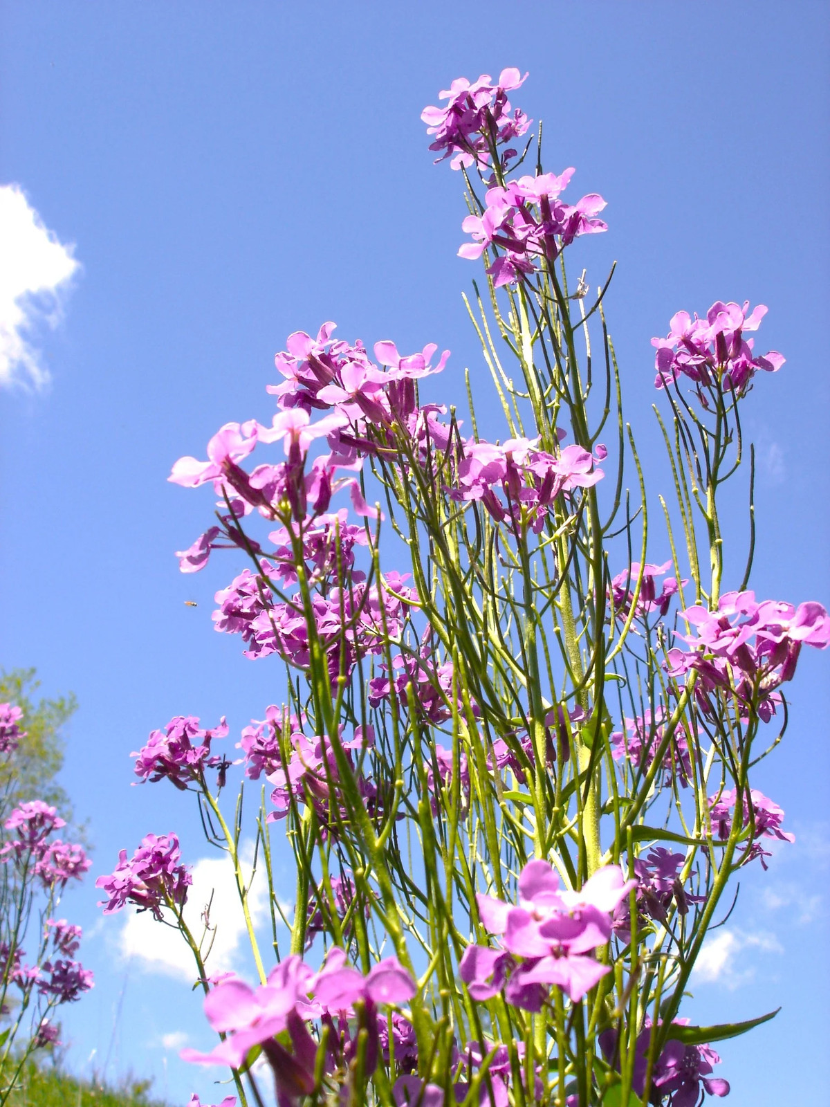 Dame’s Rocket Seeds | Sweet Violet Purple Wildflower Perennial Flower Seed 2025