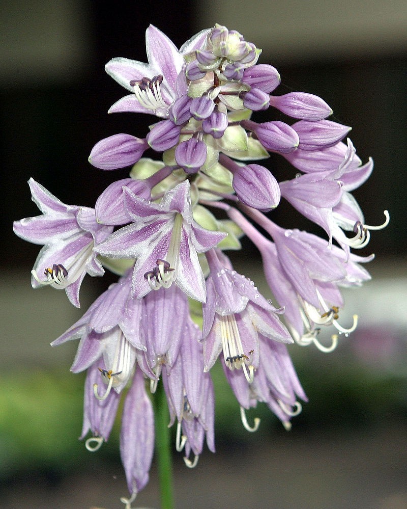 Hosta mix 100 seeds large variety, blue, grey, yellow, large, small, variegated