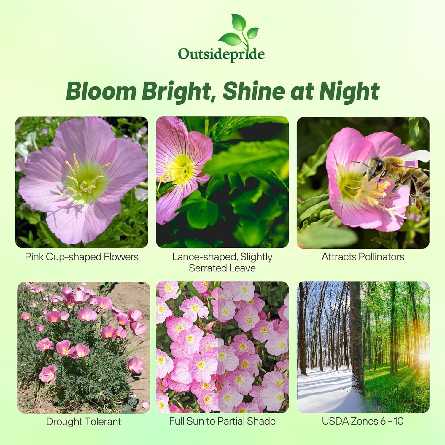 5000 Seeds Pink Primrose Seeds For Planting – Showy Evening Primrose Flower Seed