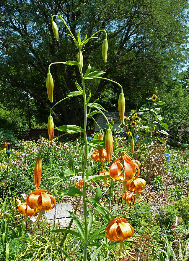 Lilium michiganense | Turk’s Cap Lily | Michigan Lily | 10 Seeds
