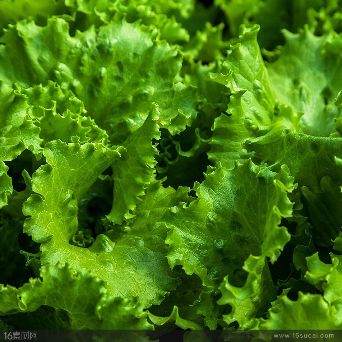 Lettuce -Atlas Shinny