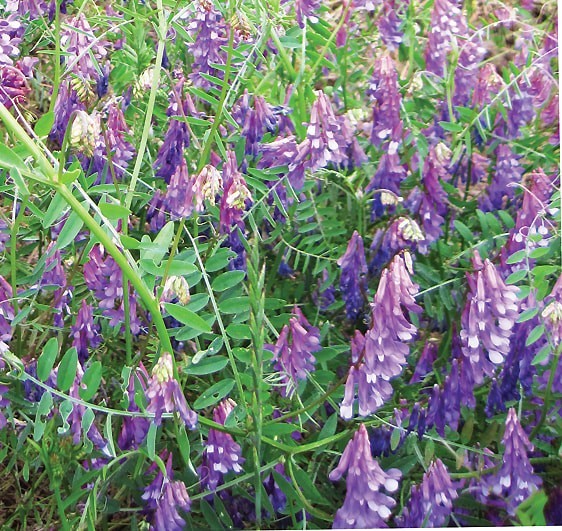Botanical Interests Hairy Vetch Seed (Vicia villosa), Cover Crop, Frost Tolerant