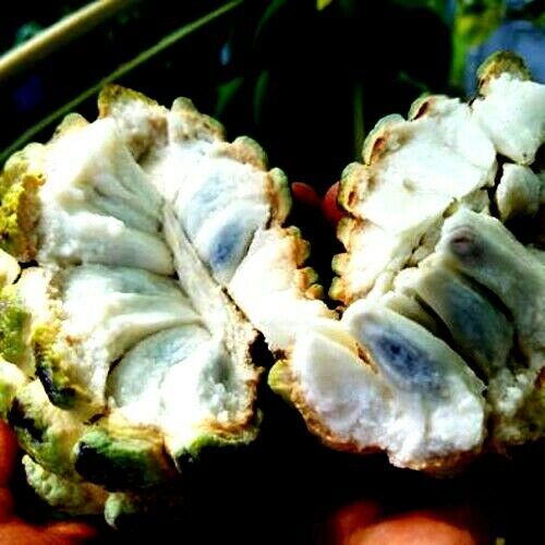 ORGANIC “Sugar Apple” Fruit Tree Seeds (Annona squamosa) Tropical Sweetsop Plant