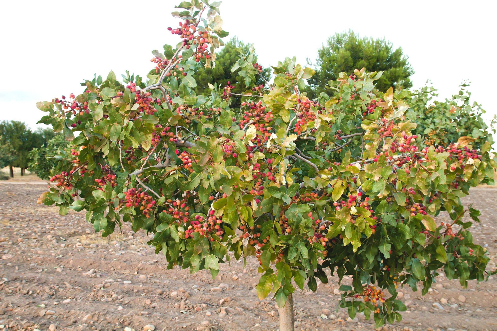 5 PISTACHIO NUT TREE Pistacia Vera Fruit Red Flowers Seeds *Combined Shipping
