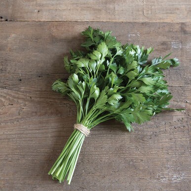 Giant Italian Flat Leaf Parsley Seeds | For Planting Huge Herb Garden Seed 2024