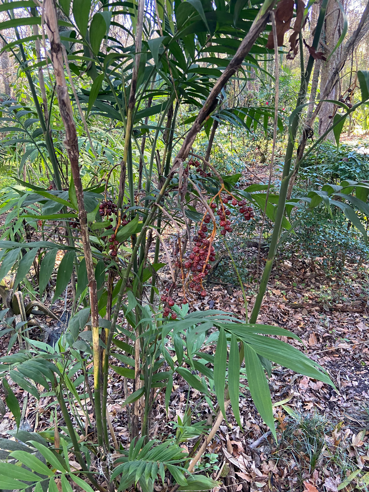 Chamaedorea microspadix seeds – Hardy Bamboo Palm…Cold Hardy!