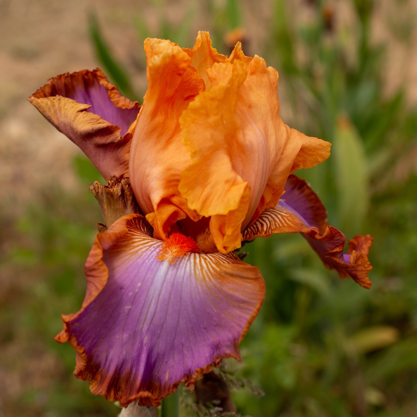 ** GRAND CANYON SUNSET ** Tall Bearded Iris. Combined Shipping: Jul – Sep