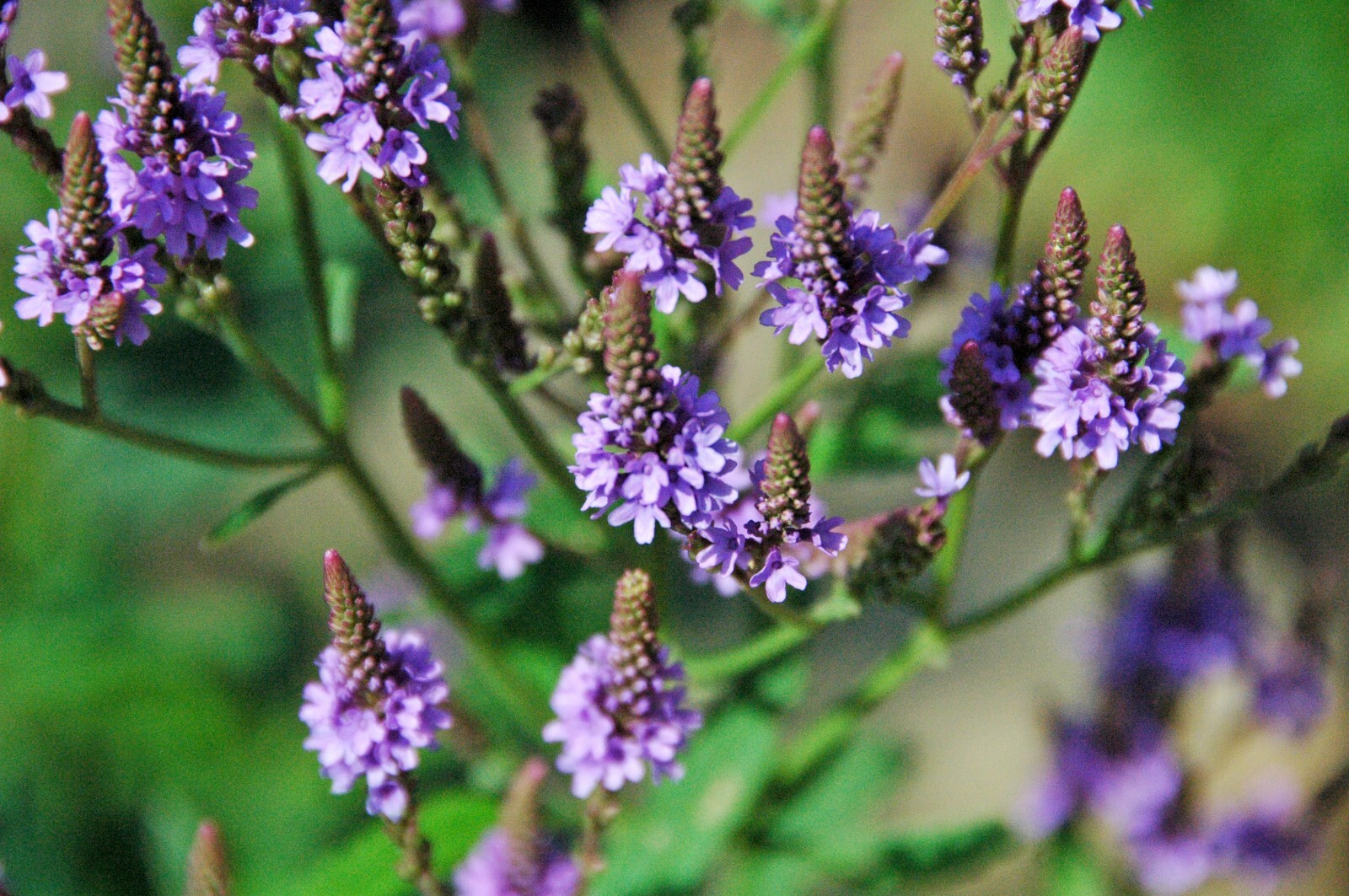 500 Blue Vervain Seeds – Verbena hastata Seeds – Medicinal Herb – Lovely Flower!