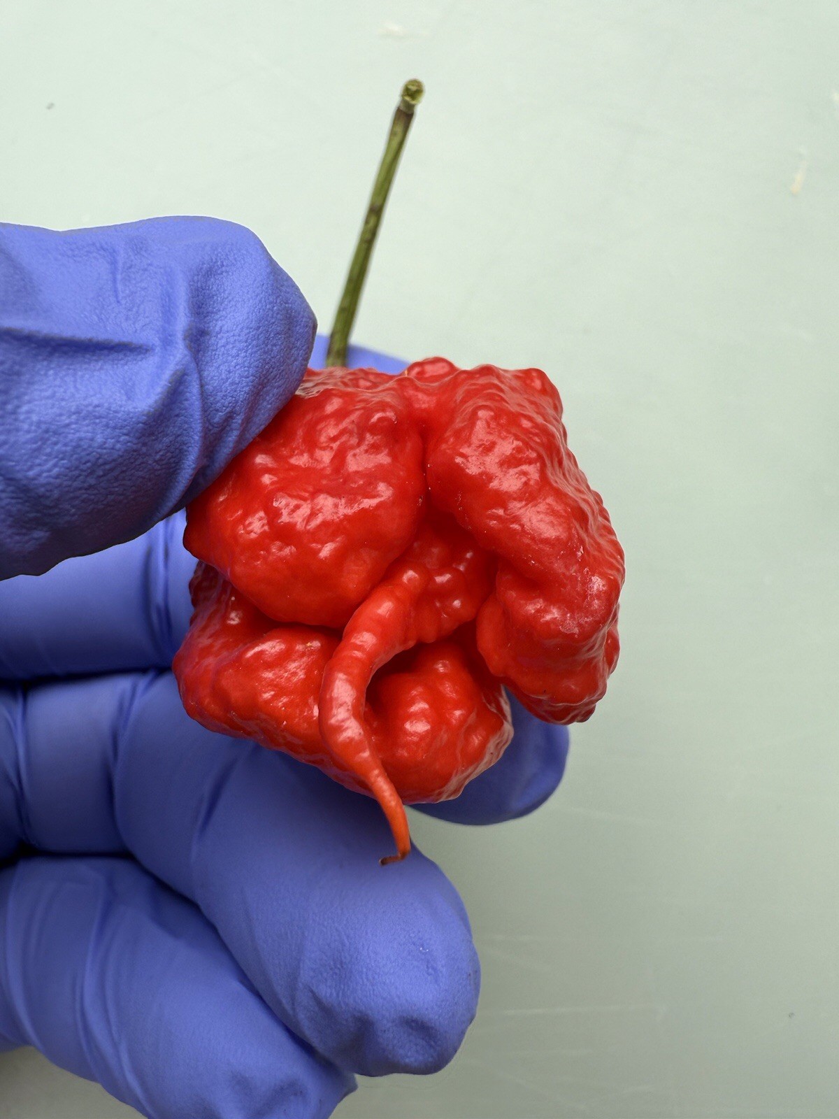 10+ Carolina Reaper Pepper Seeds World Record 100% Organic Free shipping