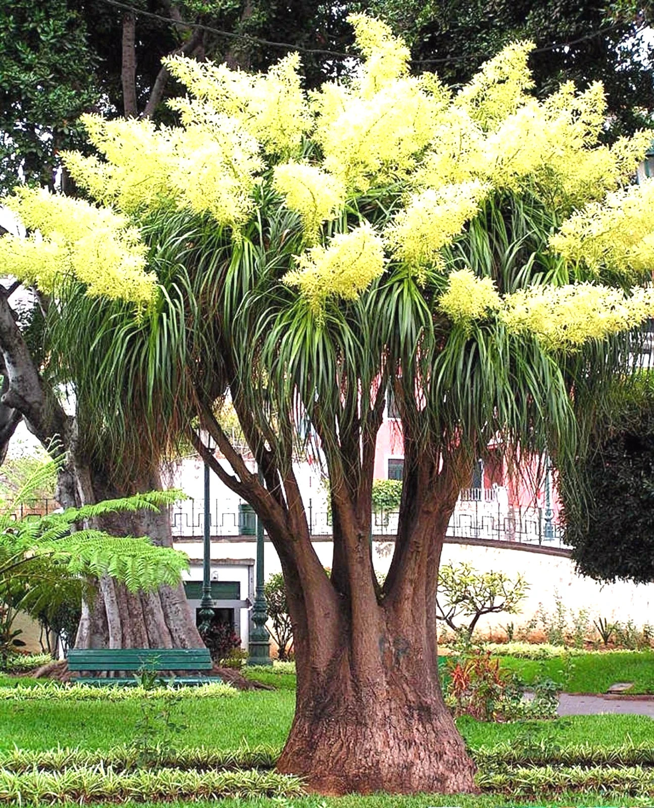 Ponytail Palm Tree Seeds Beaucarnea recurvata Elephant Foot Indoor House Plant