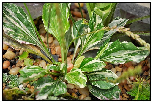 Variegated Plantain ~Plantago major ‘variegata’~ Green & White Marbled Foliage