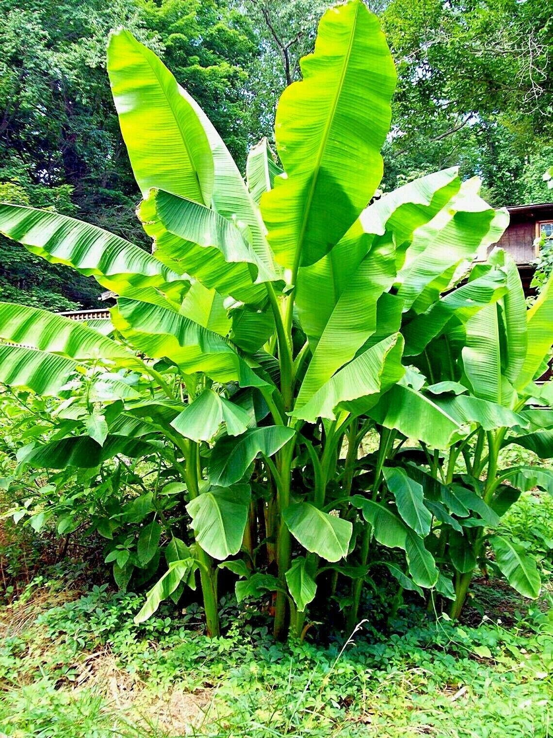 10 “DWARF” Cavendish BANANA Tree Seeds Musa acuminata Hardy Tropical Fruit Plant