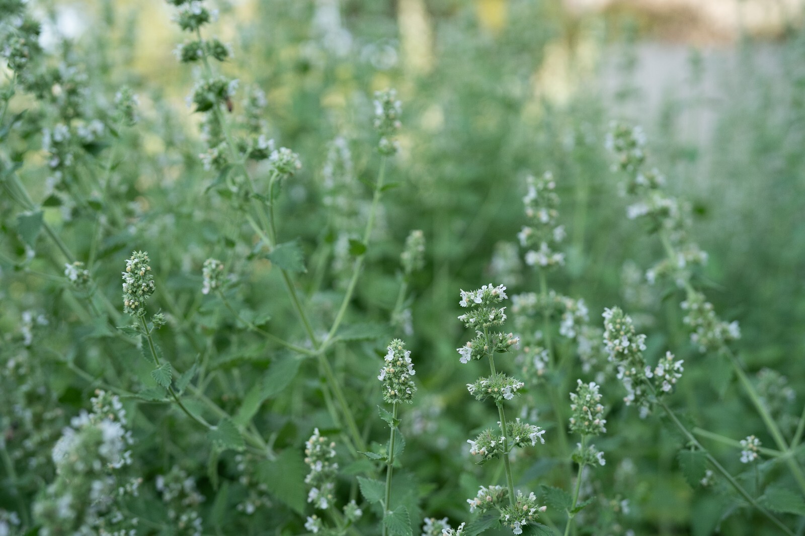 Catnip Seeds for Cats: USDA Organic Non-GMO Seed Packet Catwort Cat Nip, Catmint