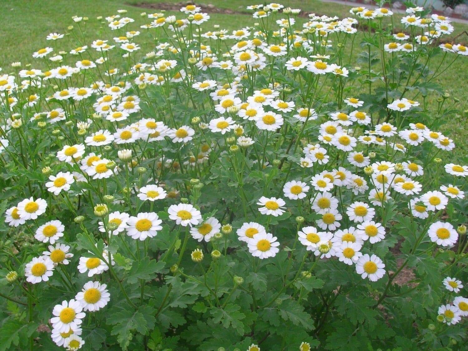 50+ Seeds| | Feverfew Chrysanthemum #M002