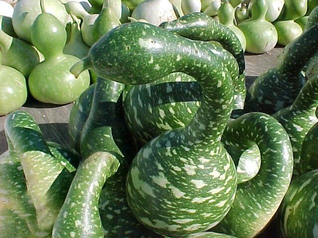 Speckled swan 10 – 50 Seeds Gourd Heirloom pretty unusual arts & crafts
