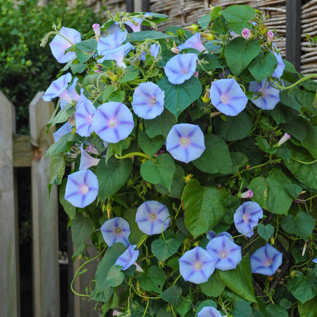 Fresh Premium Morning Glory Seeds | Blue Star | Heirloom Non-GMO | Flower Seeds
