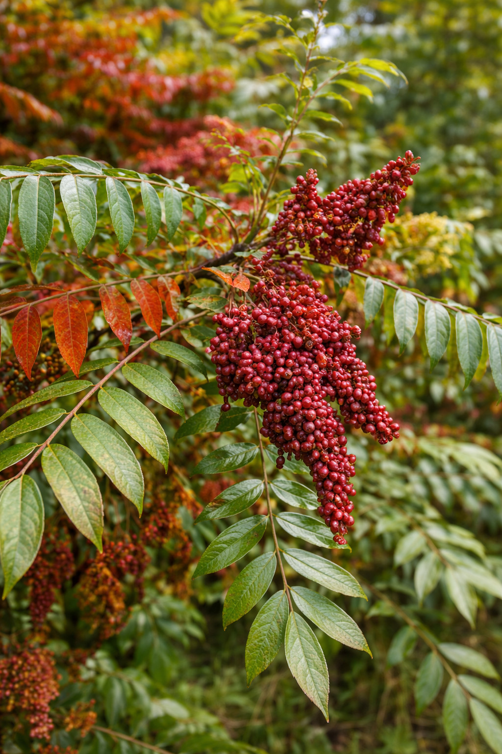 500 Winged Sumac Seeds (Rhus copallinum) Flameleaf Sumac Seeds – Zones 4-9 USA