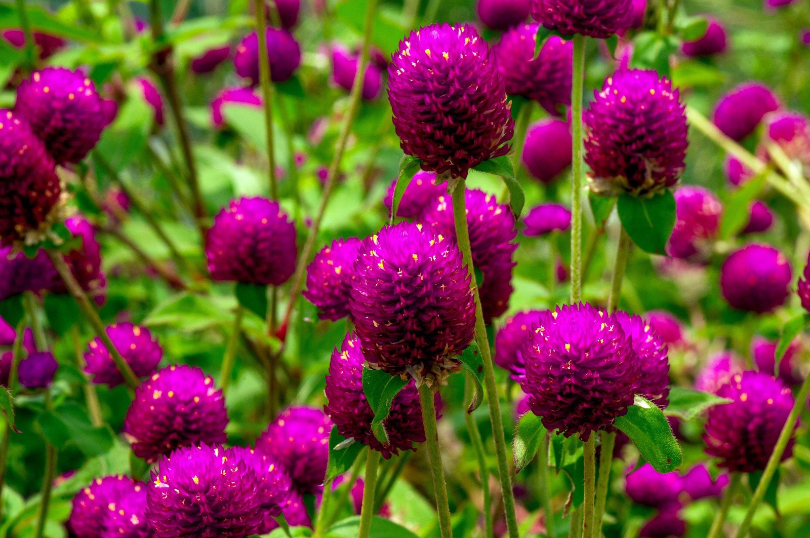 50 GLOBE AMARANTH MIX Gomphrena Globosa Mixed Colors Amaranthus Flower Seeds