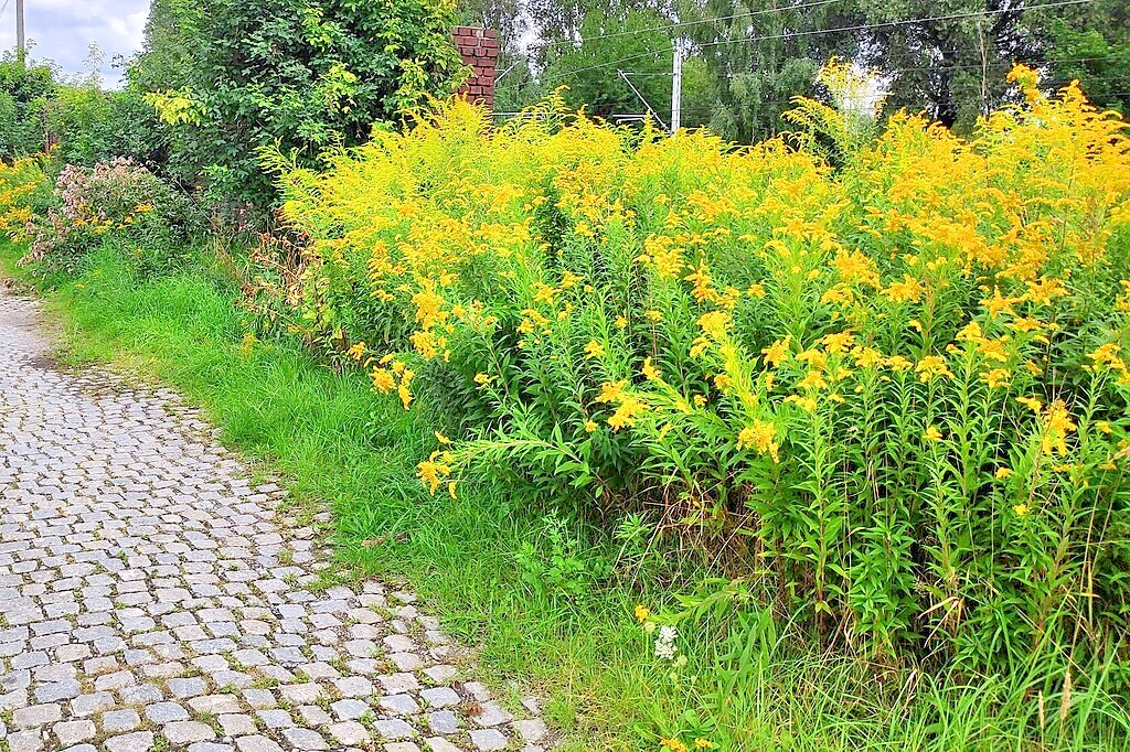 Canadian goldenrod 1000 seeds, solidago canadensis, large flowers, bulk seeds.