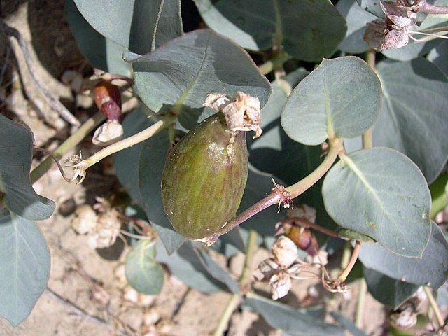 Asclepias cryptoceras | Pallid Milkweed | 5 Seeds