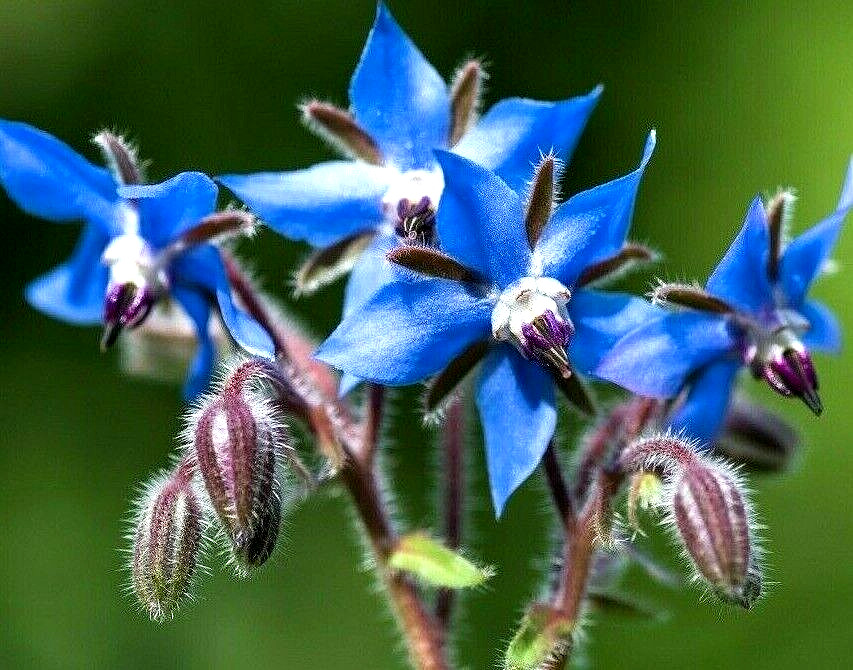 200+ BORAGE SEEDS AUTUMN HERB GARDEN PEST REPELLENT BLUE STAR FLOWER NON-GMO USA