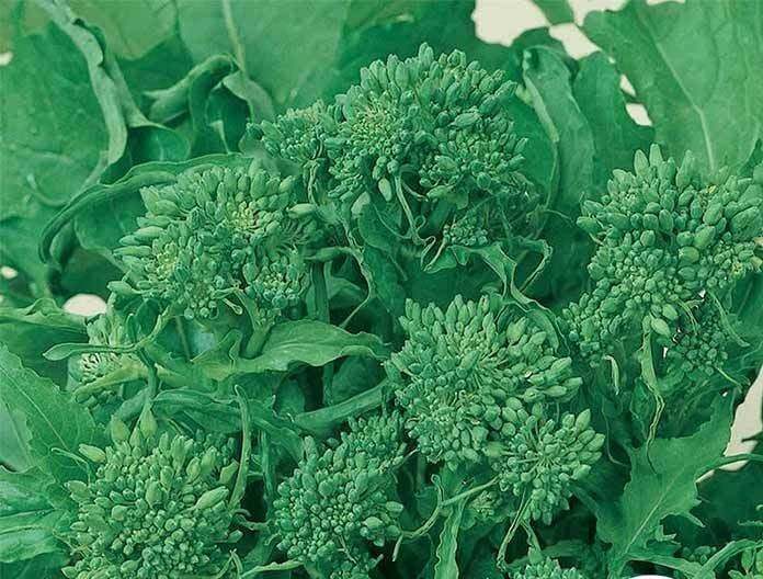 BROCCOLI RAAB SEEDS – SPRING RAPINI – ORGANIC – HEIRLOOM – 1.gram