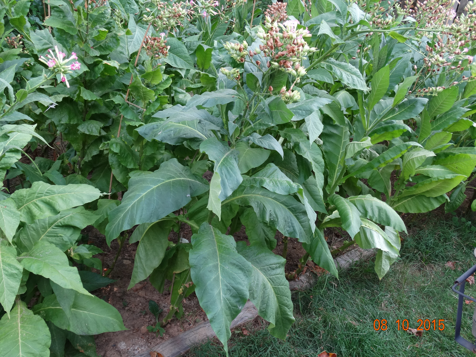 LOUISIANA PERIQUE TOBACCO 1000+ SEEDS FRESH 2023 HARVEST Instructions Included