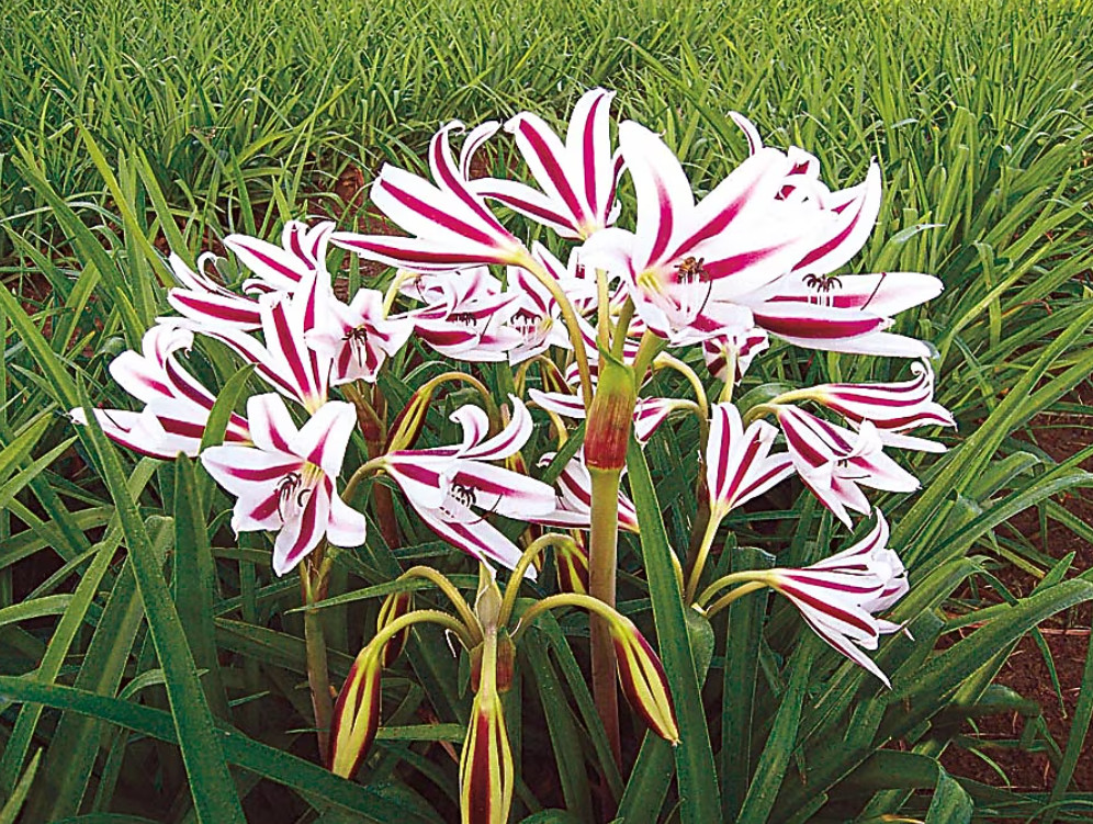 Live Red and White Crinum Lily Bulbs – 1 Count – Flowering Bulb