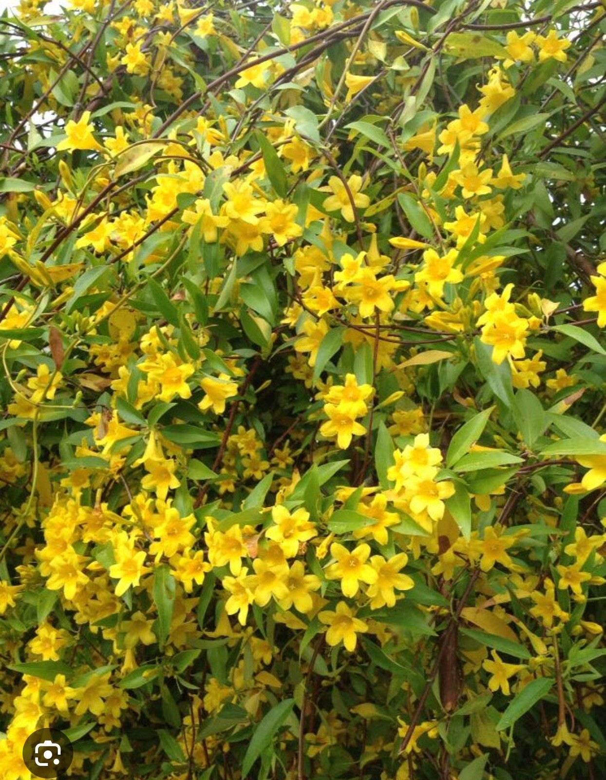 MARGARITA CAROLINA JESSAMINE~Yellow Jasmine~Gelsemium sempervirens~STARTER PLANT