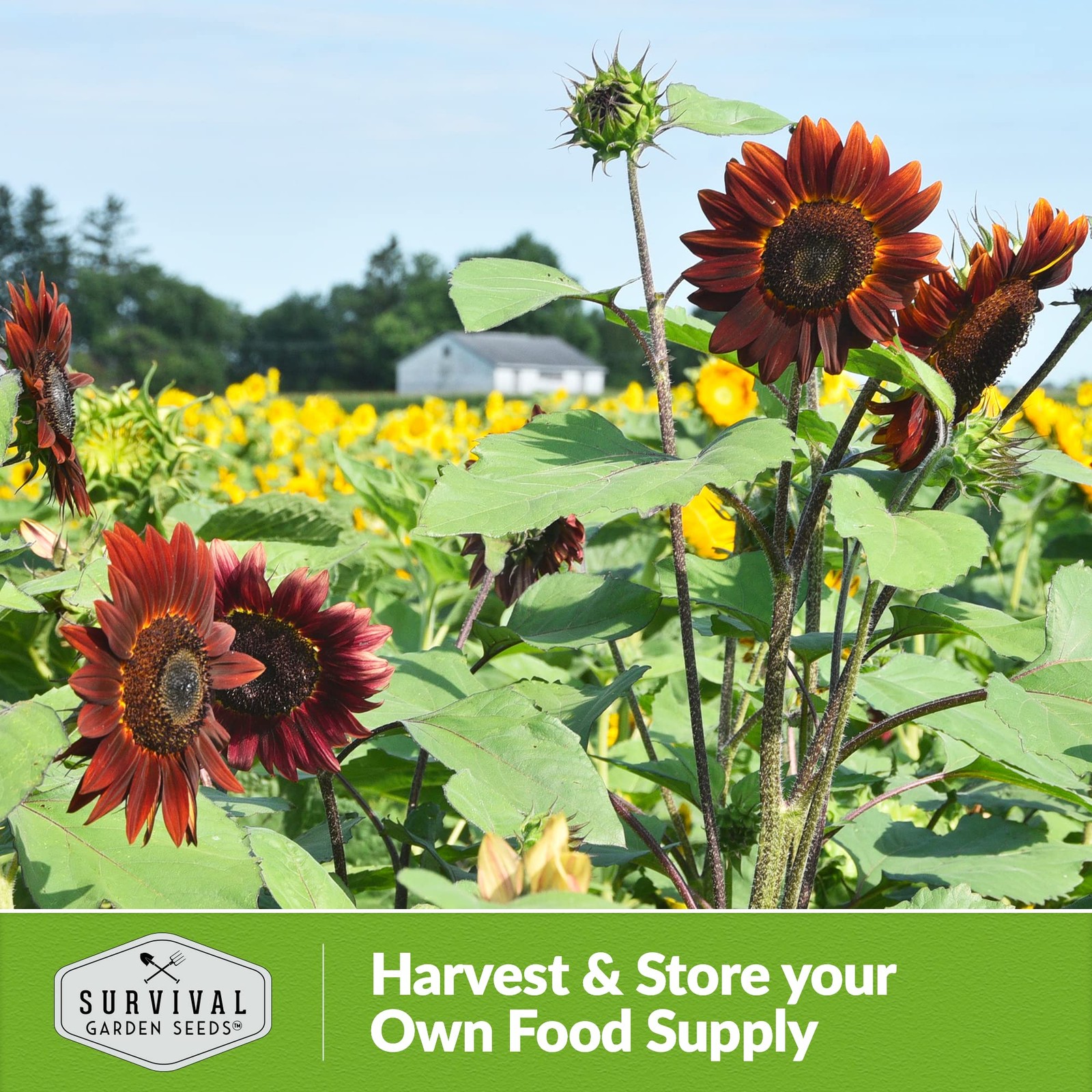 Chocolate Cherry Sunflower Seeds for Planting | Rare Burgundy Black Blooms, 6…