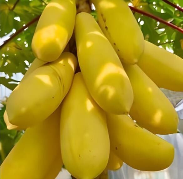 26 seeds/packet, mini potted Golden papaya