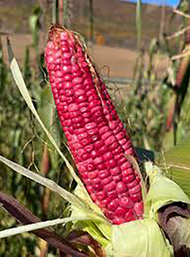 Tlaxcala Xocoyul Pink Mexican Heirloom Corn Seeds (1 lb) / TAMALES ATOLE / RARE