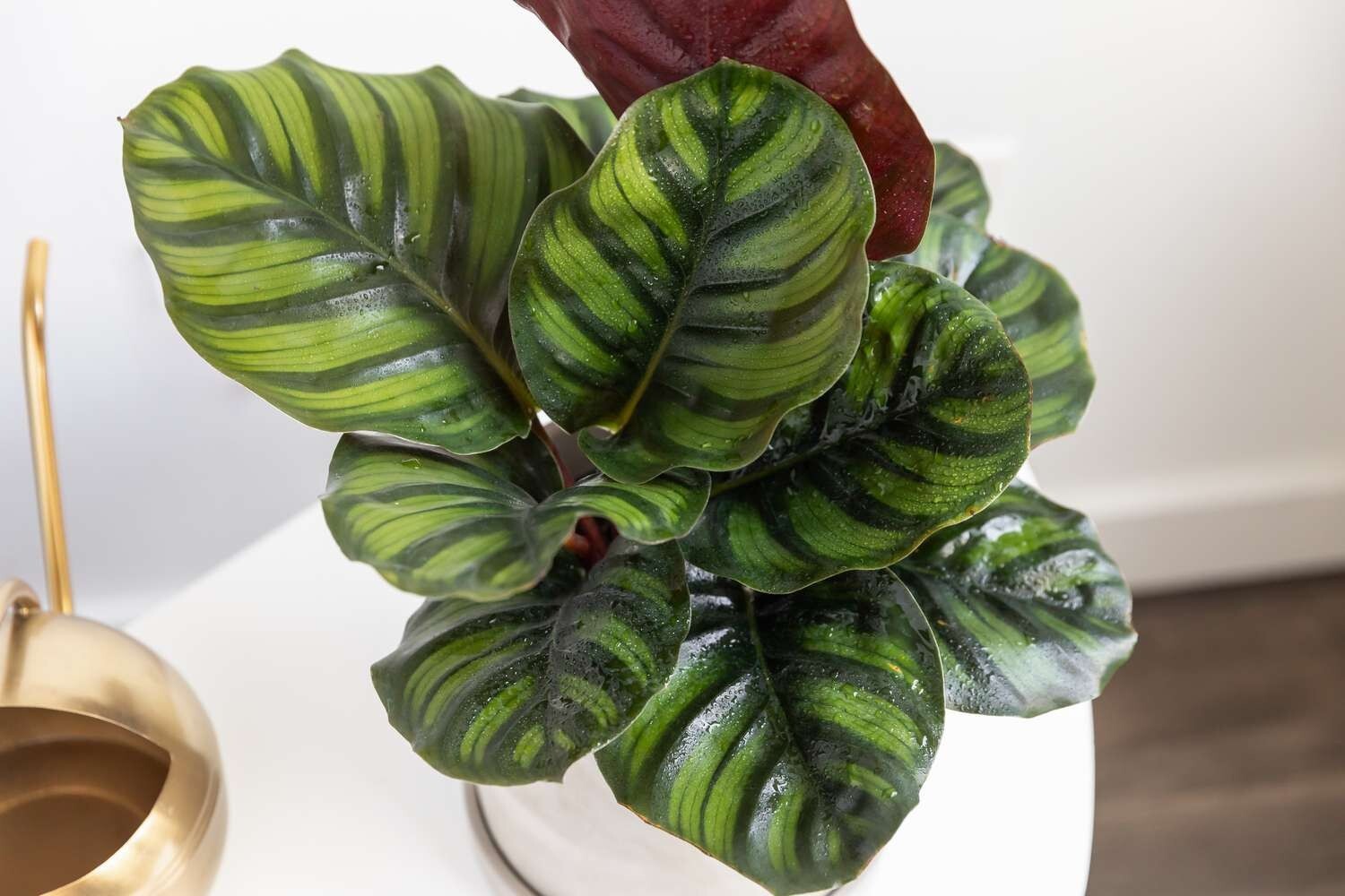 25+ Fasciata Calathea Seeds for Garden Planting – USA – FREE SHIPPING!