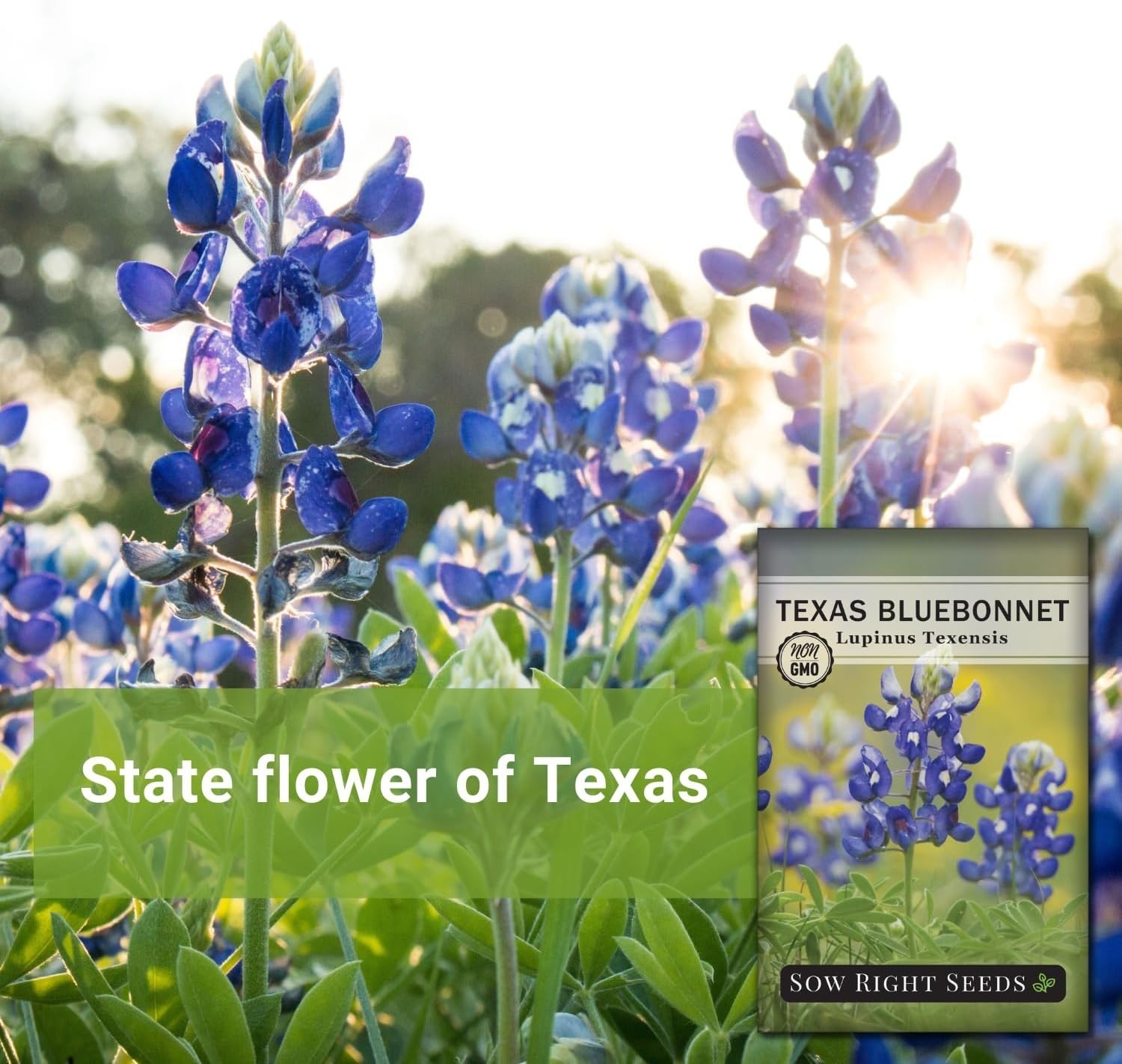 Beautiful Bluebonnet Seeds – 1 Count, Full Instructions for Quick Germination