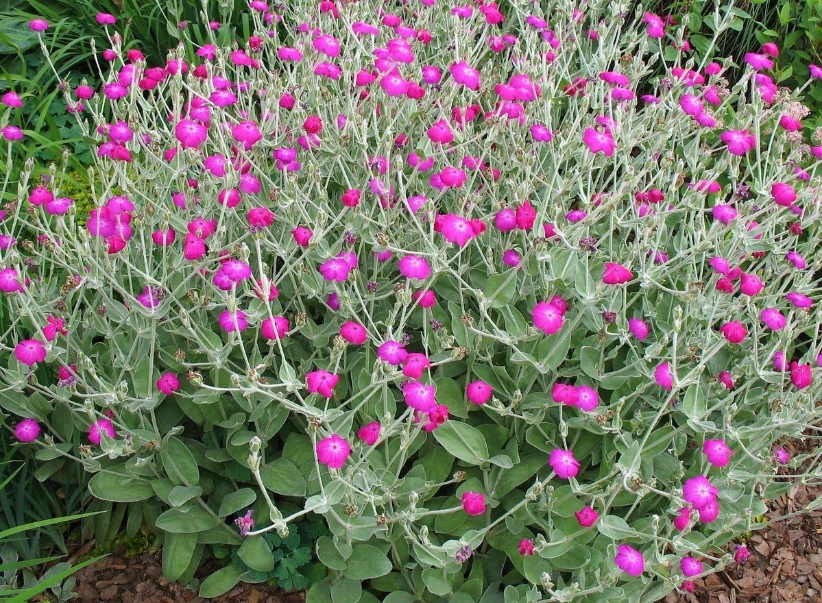 Rose Campion Seeds. 50 seeds. Perennial Flower.